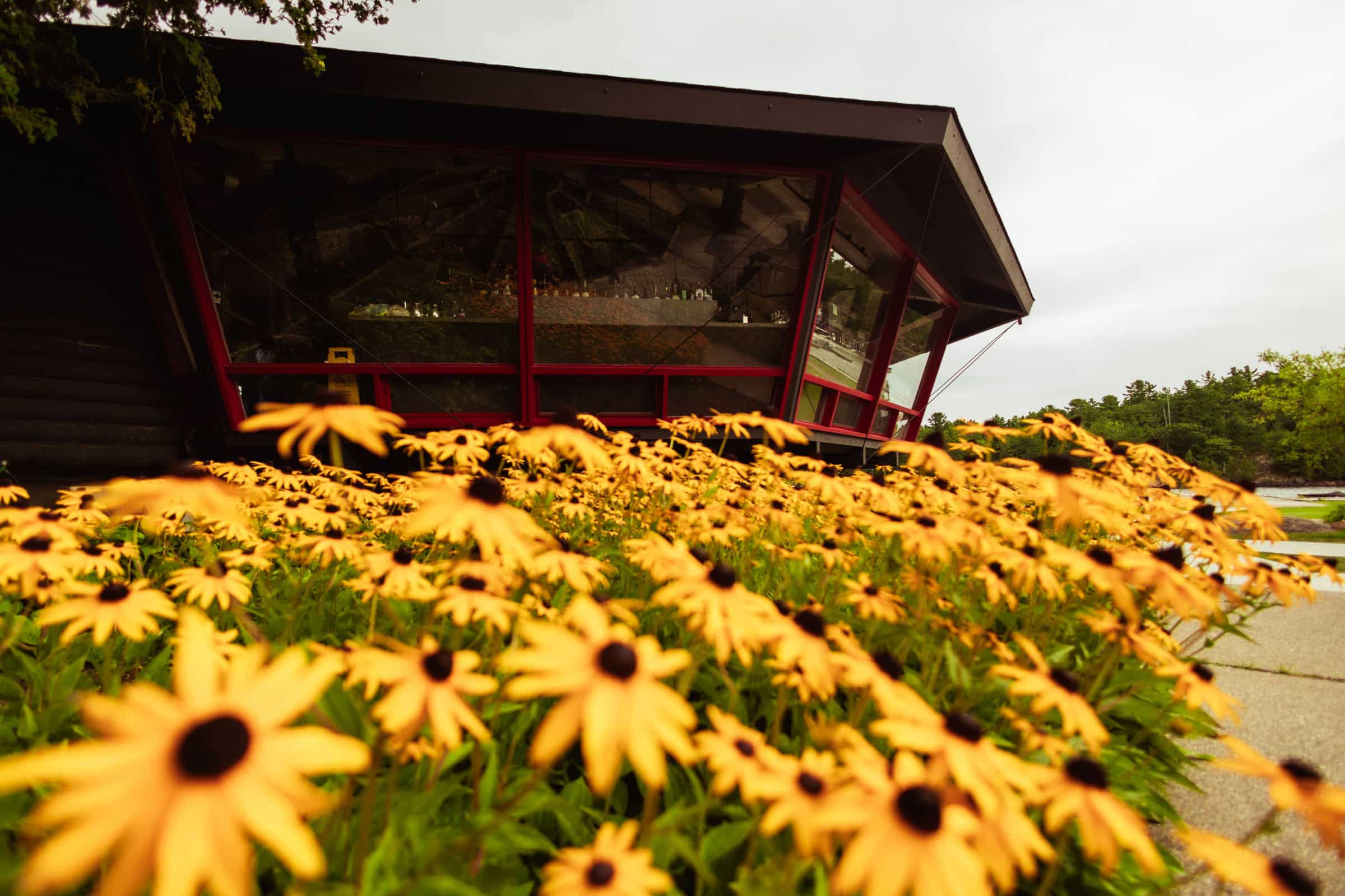 The round Carousel Lounge behind a bed of black-eyed susans
